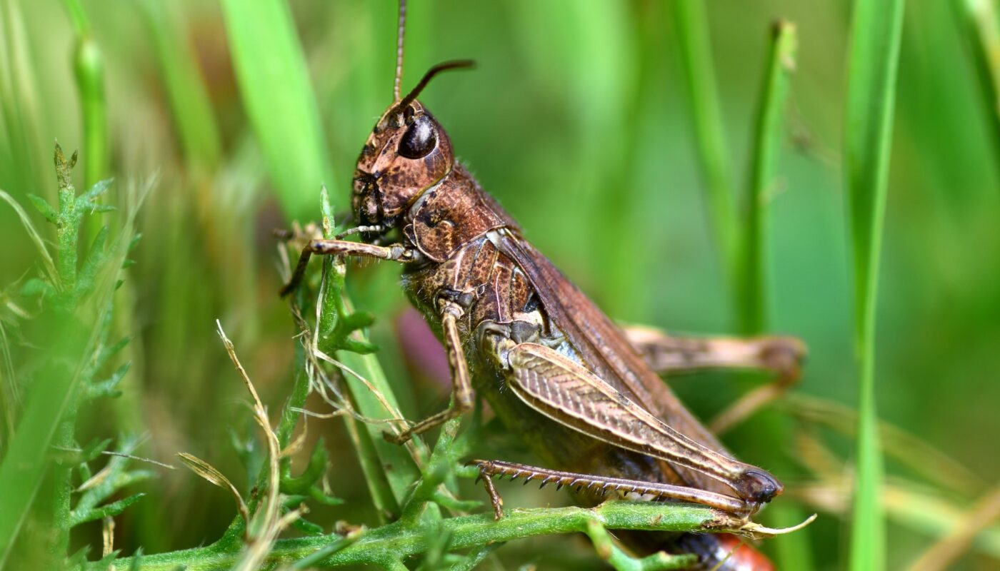 Brown grasshopper close up in green grass
