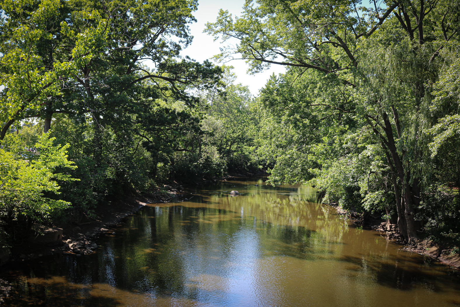 The clear-brown water of the Red Cedar reflects a gradient of green leaves and open Michigan sky on a warm June day. 