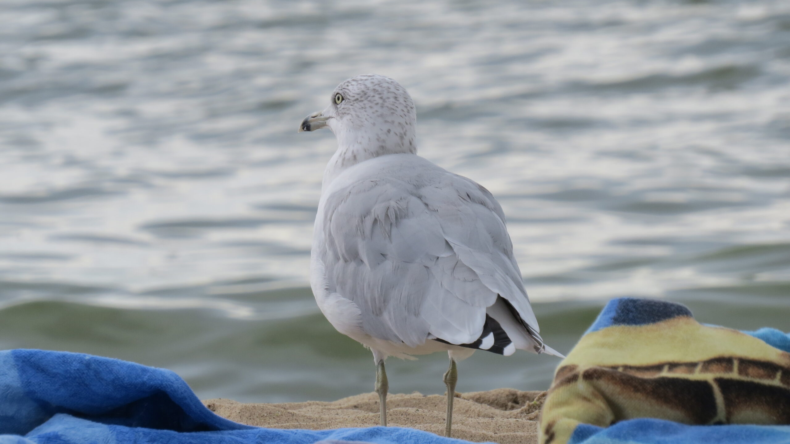 The photo titled "Ring-billed Gull" captures the eponymous bird on the shores of Lake Michigan in Saugatuck.