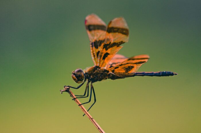 Fleeting, Like the Dragonfly