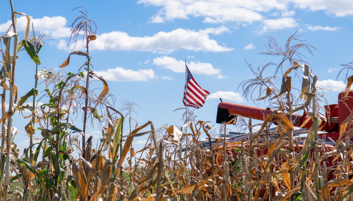 a red truck driving through a corn field