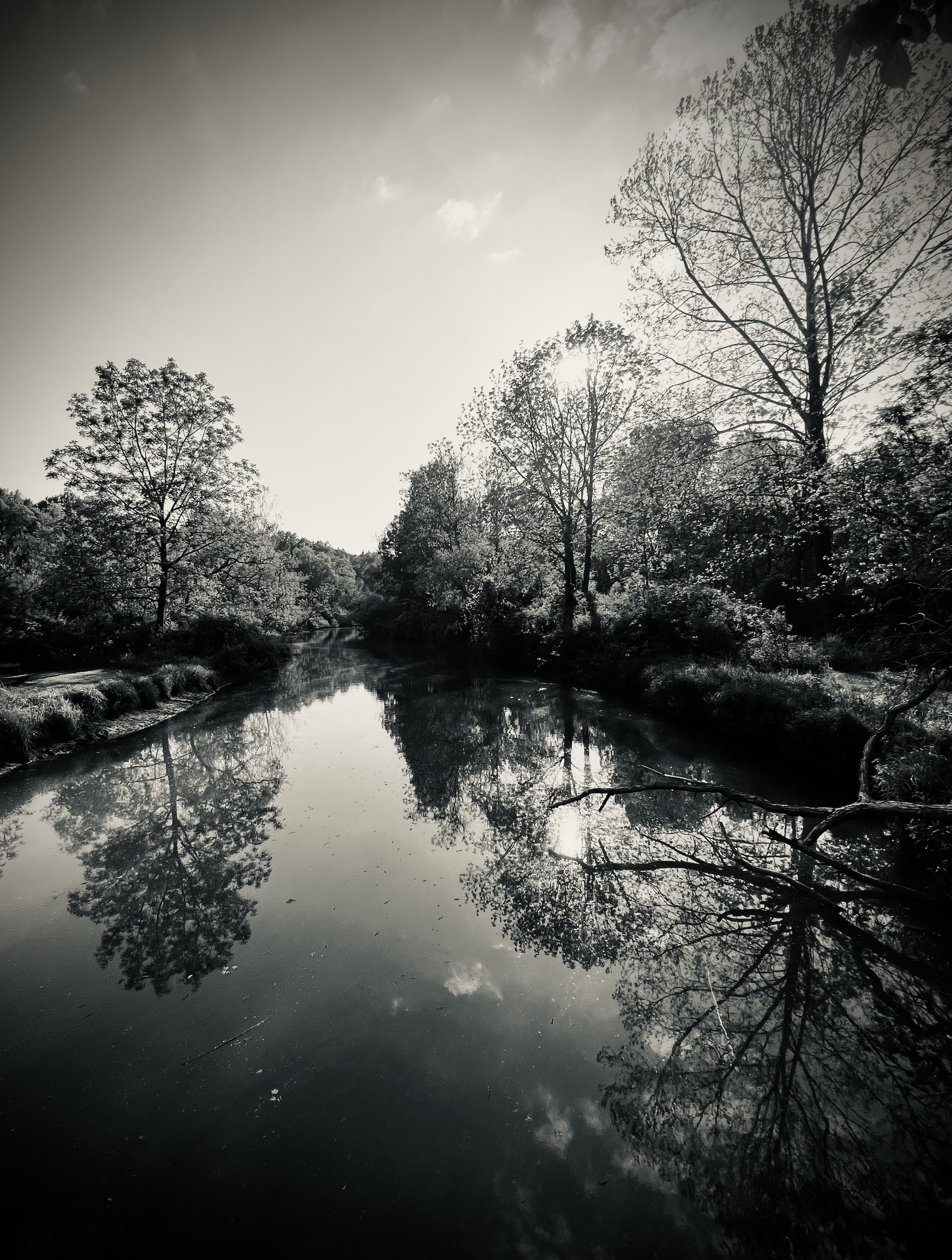 a black and white photo of trees reflected in a still body of water