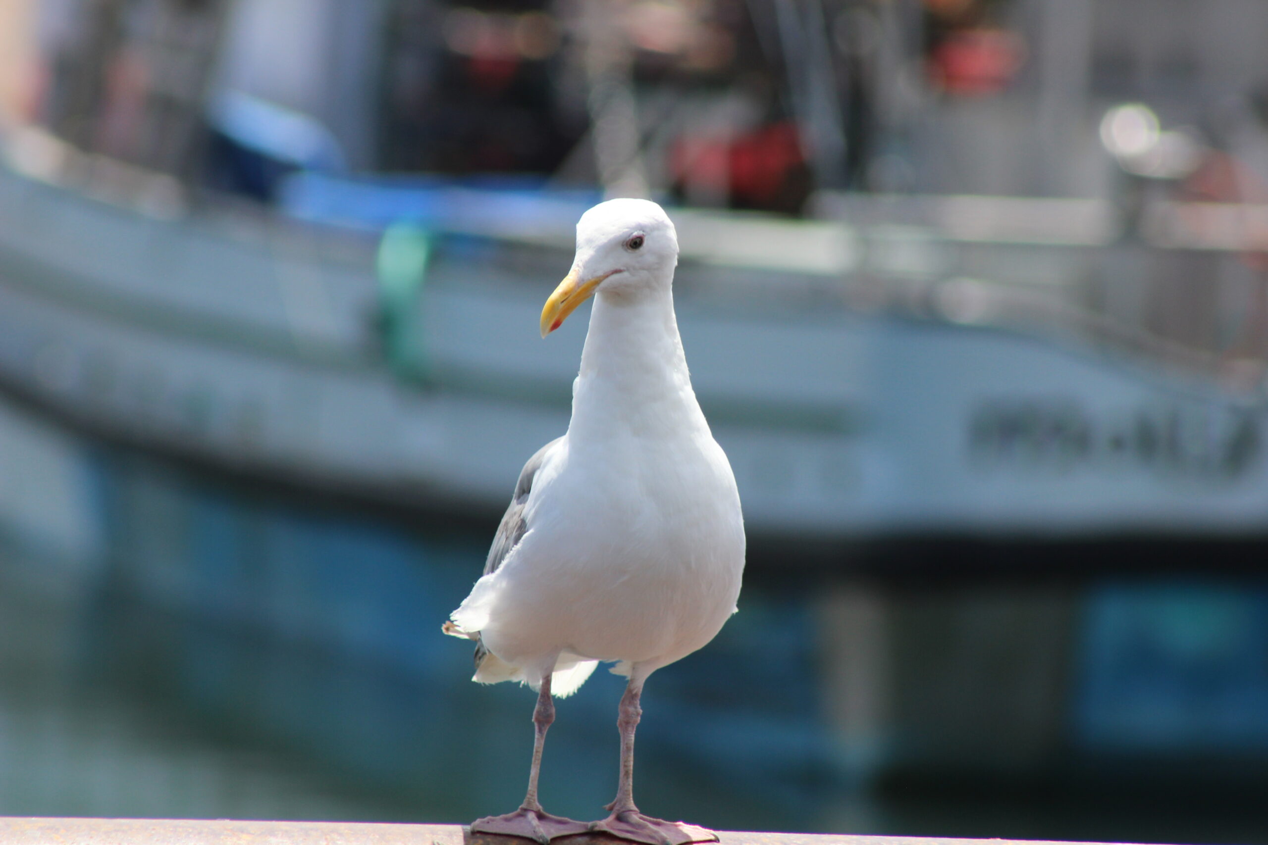 Picture of a seagull with a blurry background