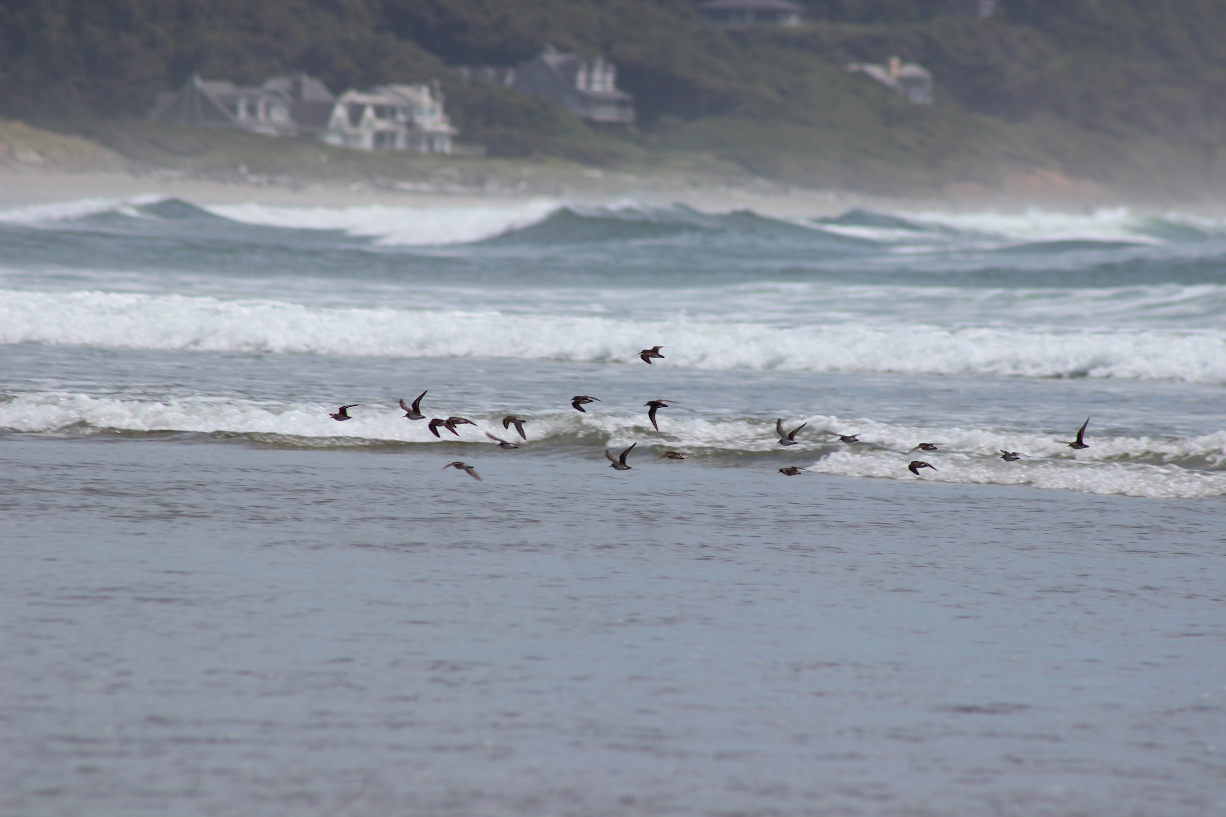 Picture of birds flying just above the waves