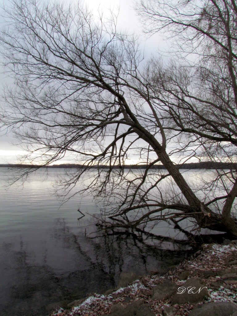 Picture of a bare tree leaning out over the edge of a lake with branches dipping into the water and a cloudy gray sky above.