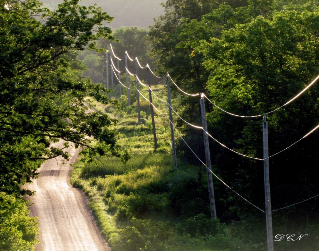 A dirt road with power lines running alongside, surrounded by thick forest, and lit by sunlight peaking through a clearing.