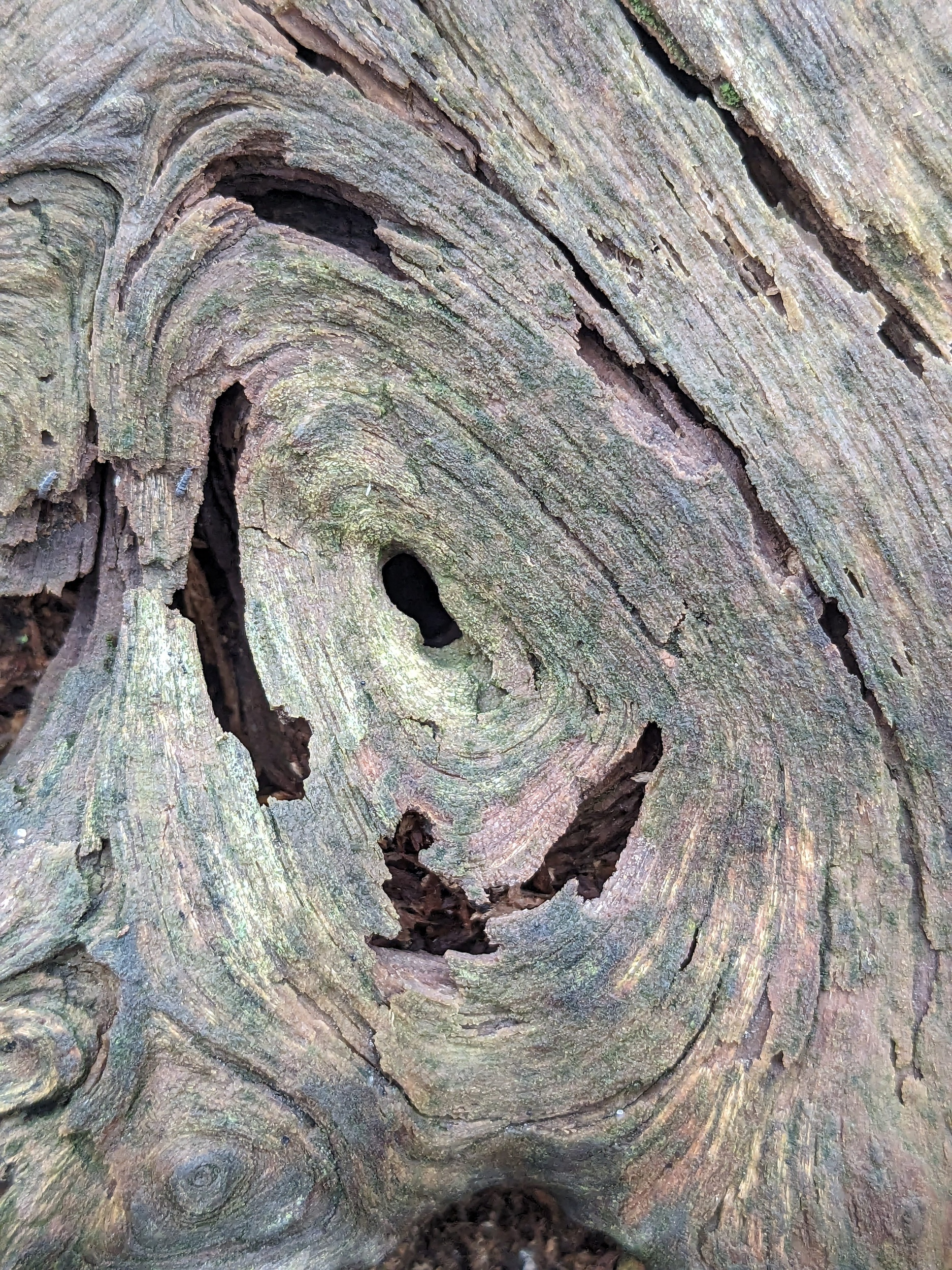 Picture of the grain in wood that has been worn down over time from the elements.