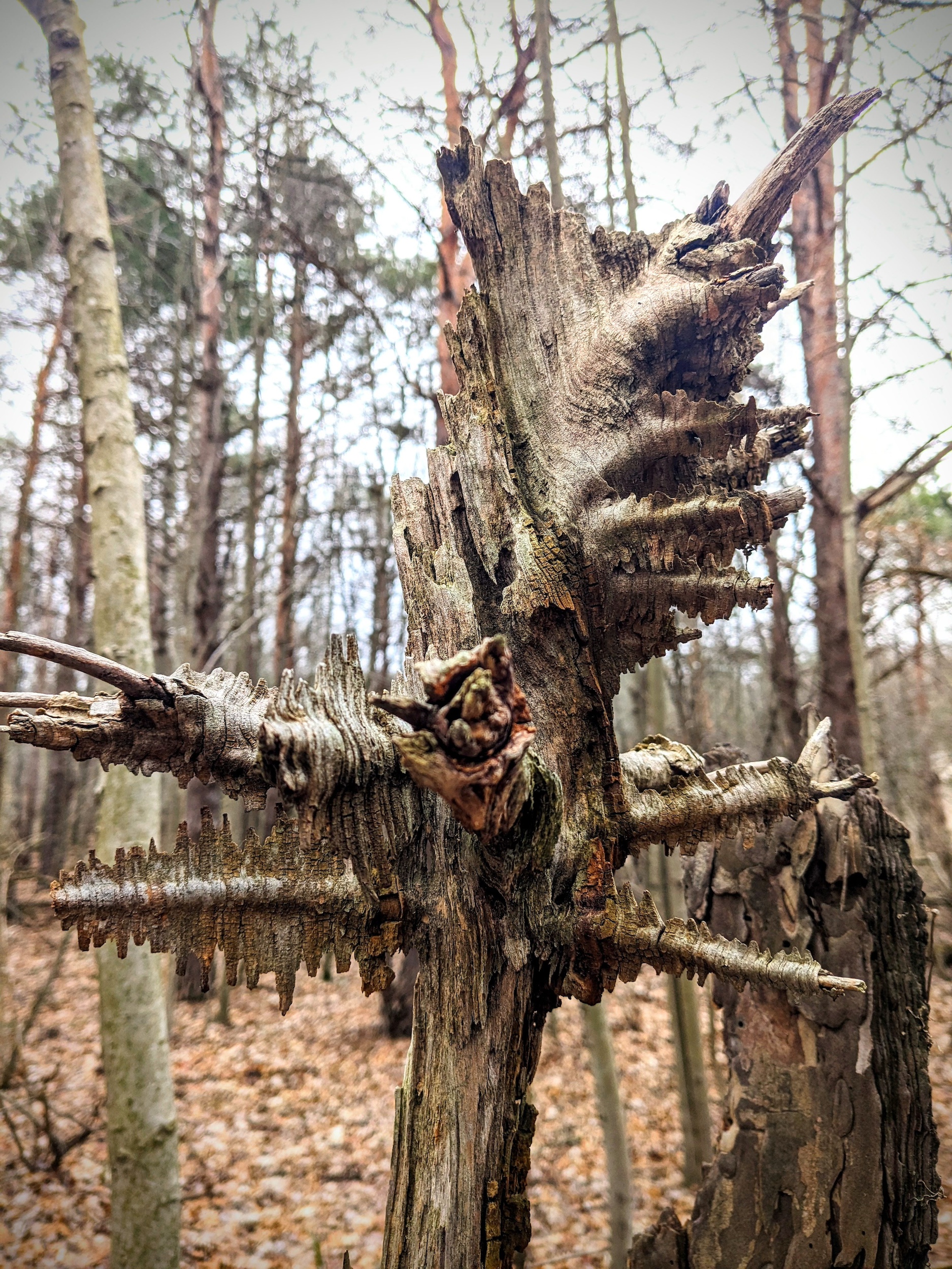 Picture of what's left of a tree standing in the woods as it has been sculpted by natural elements to reveal interesting patterns in the bark and branches.
