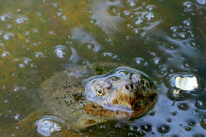 Floater