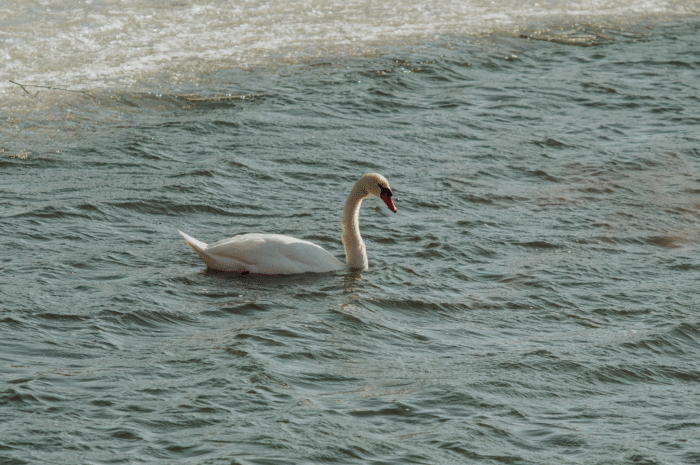 The Lone Swan