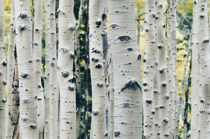 Sean Thomas Dougherty Poetry